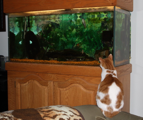 Bob watching fish