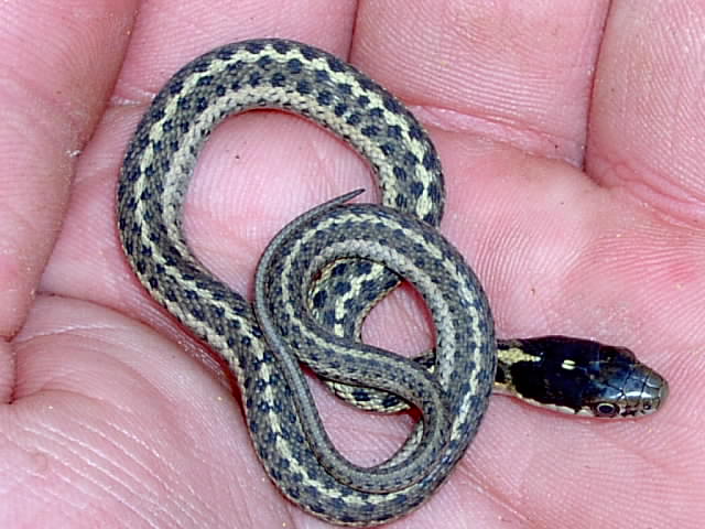 Garter Snake