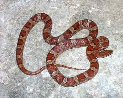 Red Corn Snake