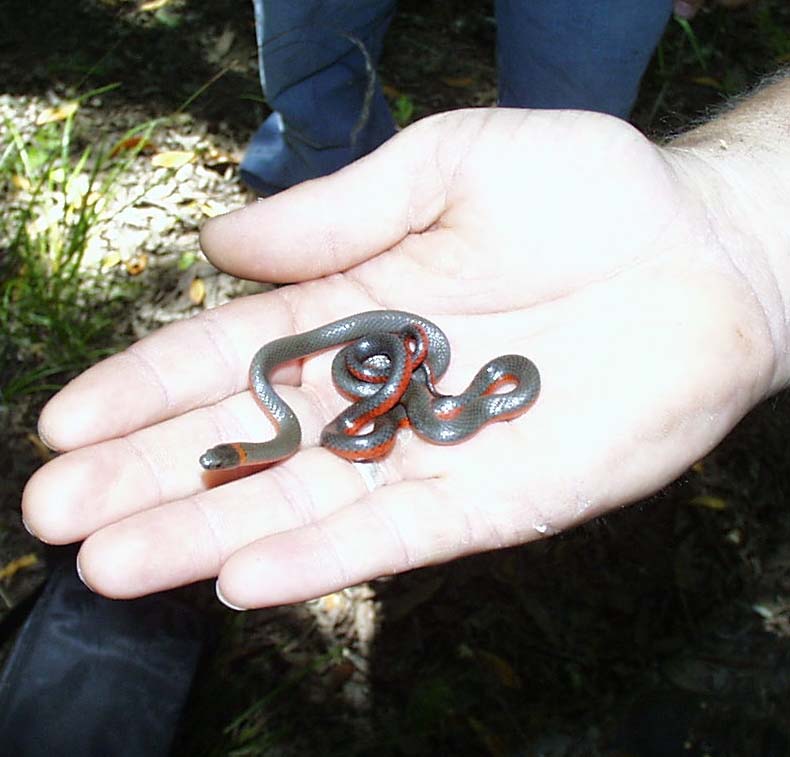 Ring Neck Snake