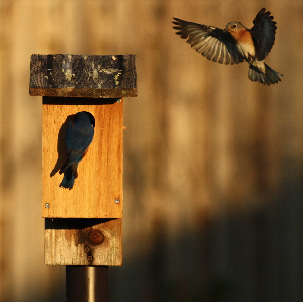 Bluebirds