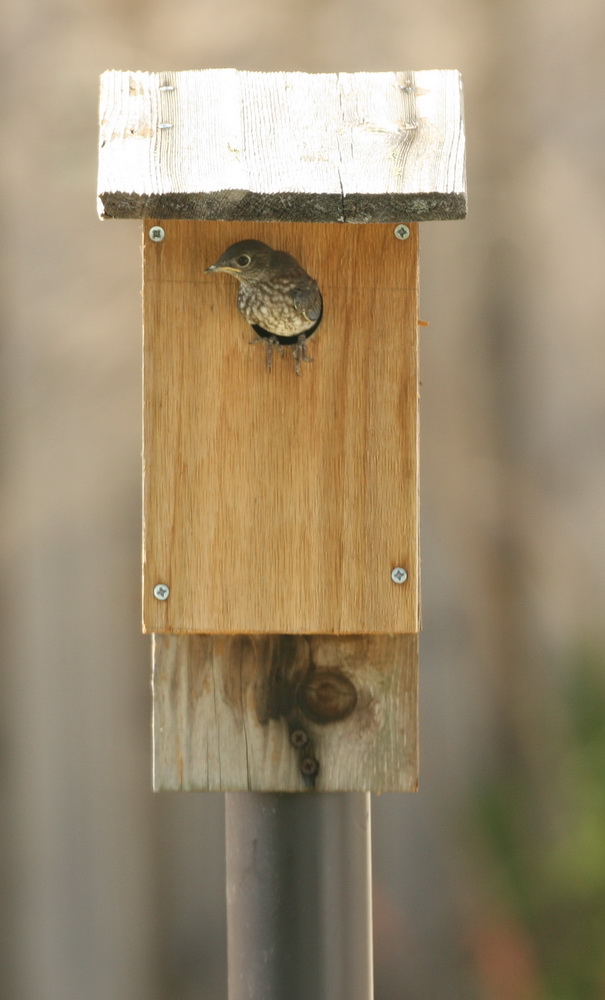 Baby Bluebird