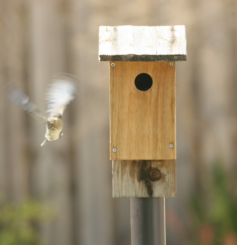 Baby Bluebirds first Flight