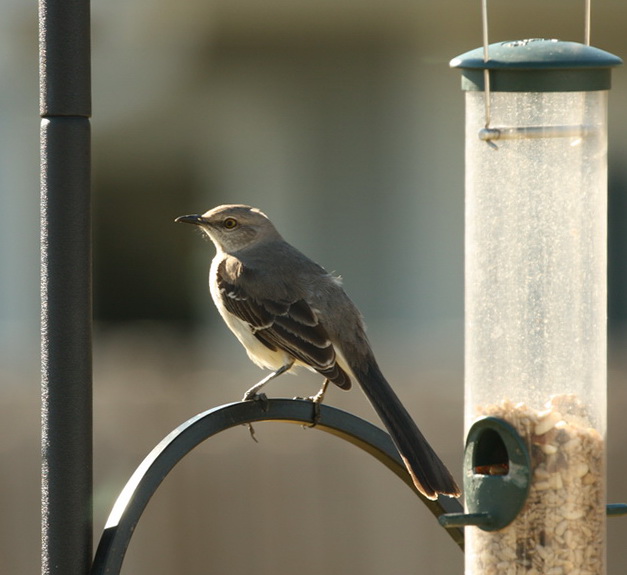 Mr. Mocking Bird