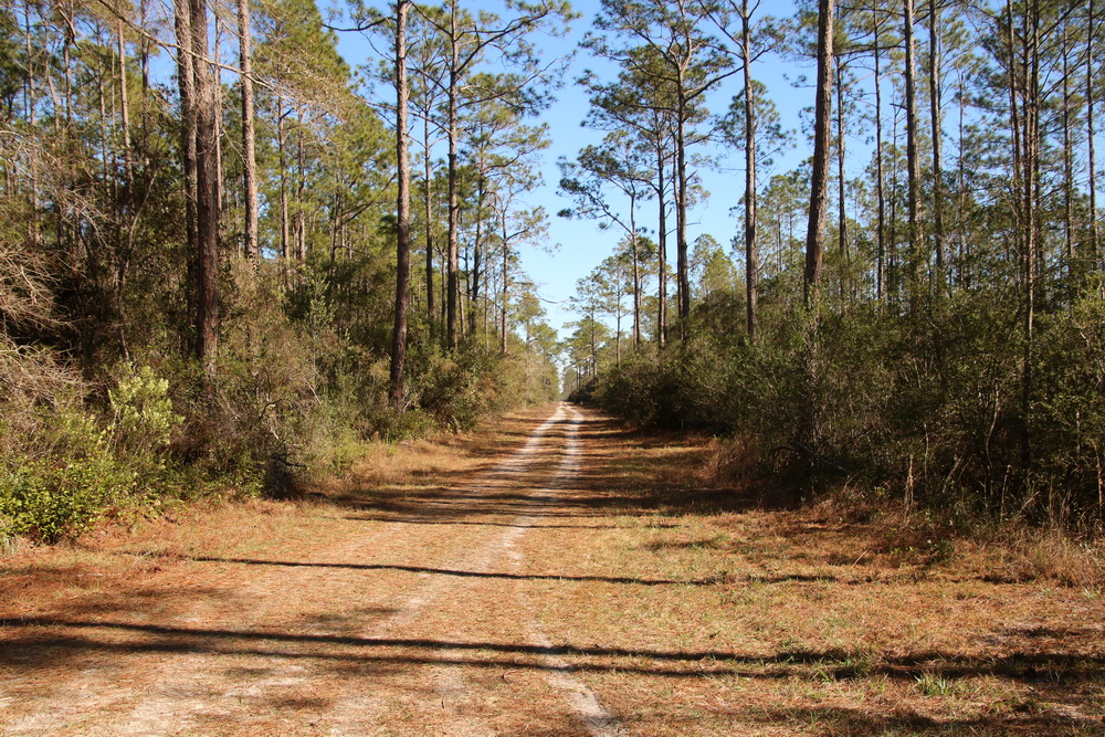 Dirt road to campsite