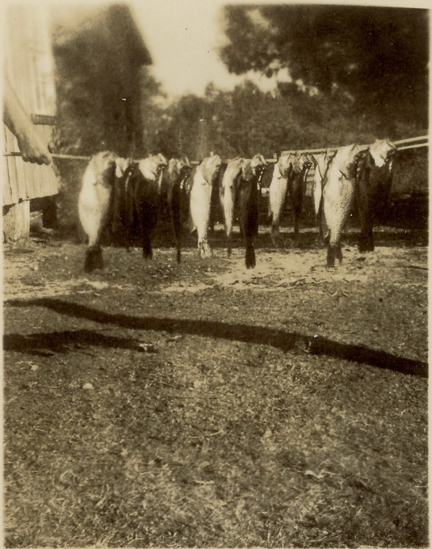 Fsh caught at Sally's pond