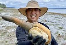 geoduck