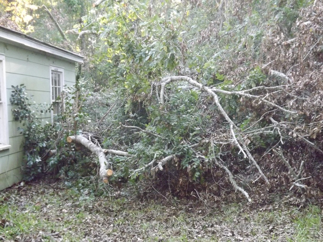 Tree down