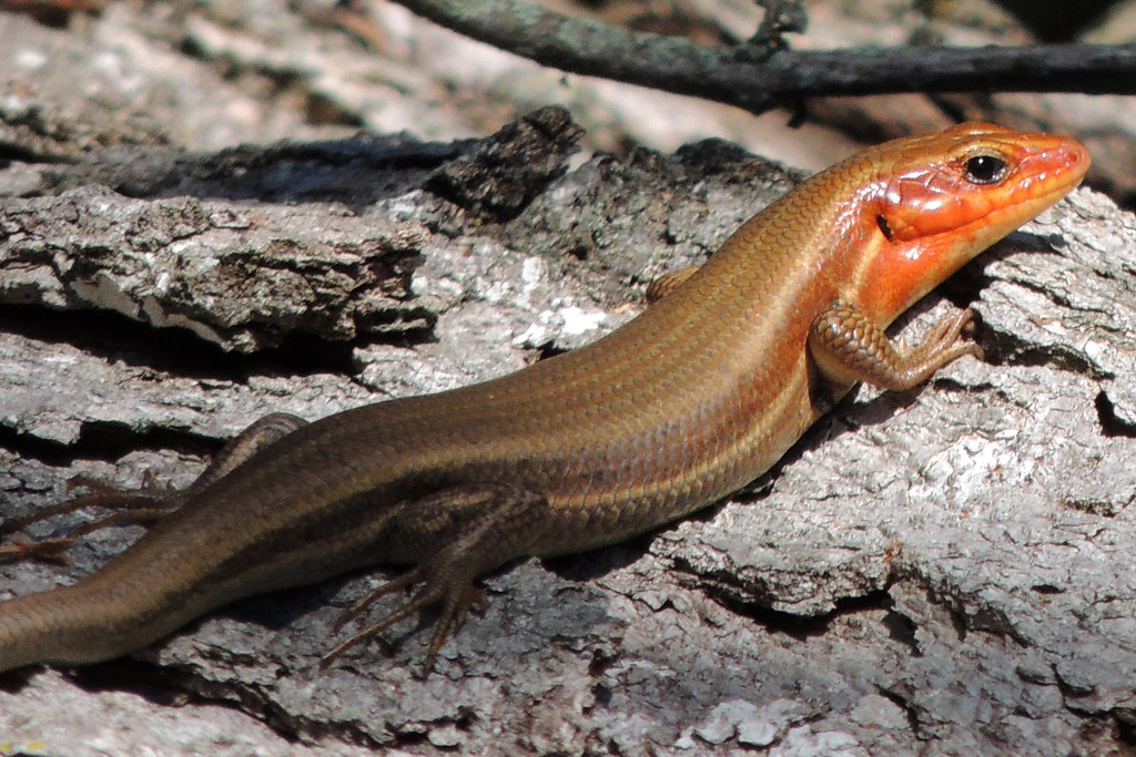 Red throated skink