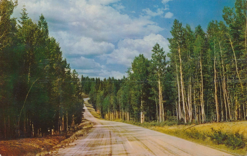 Kaibab National Forest Postcard