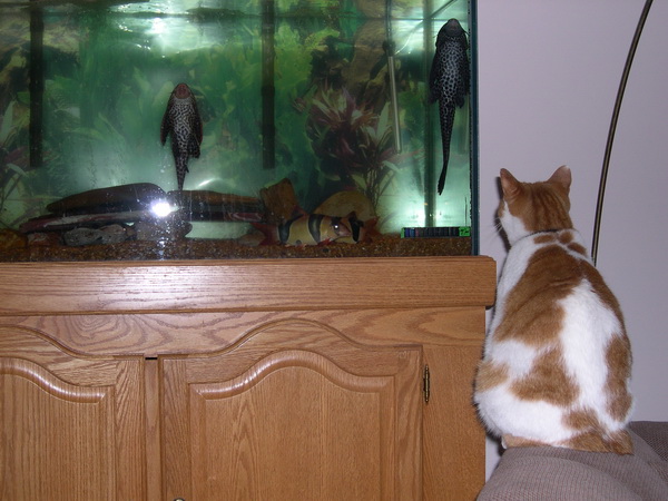 Bob watching the fish