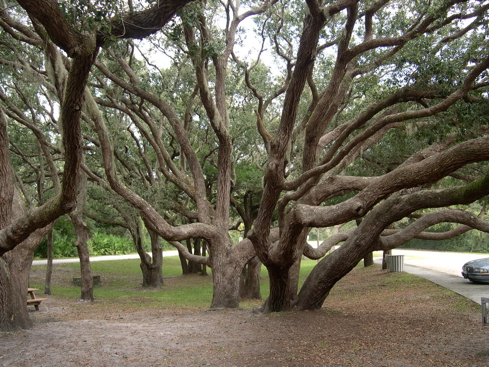 Intersting trees at Fort Matanzas
