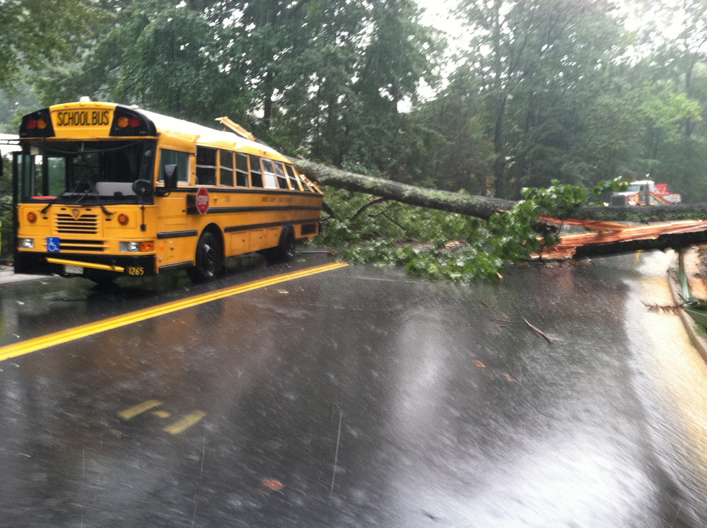 Tree on school bus