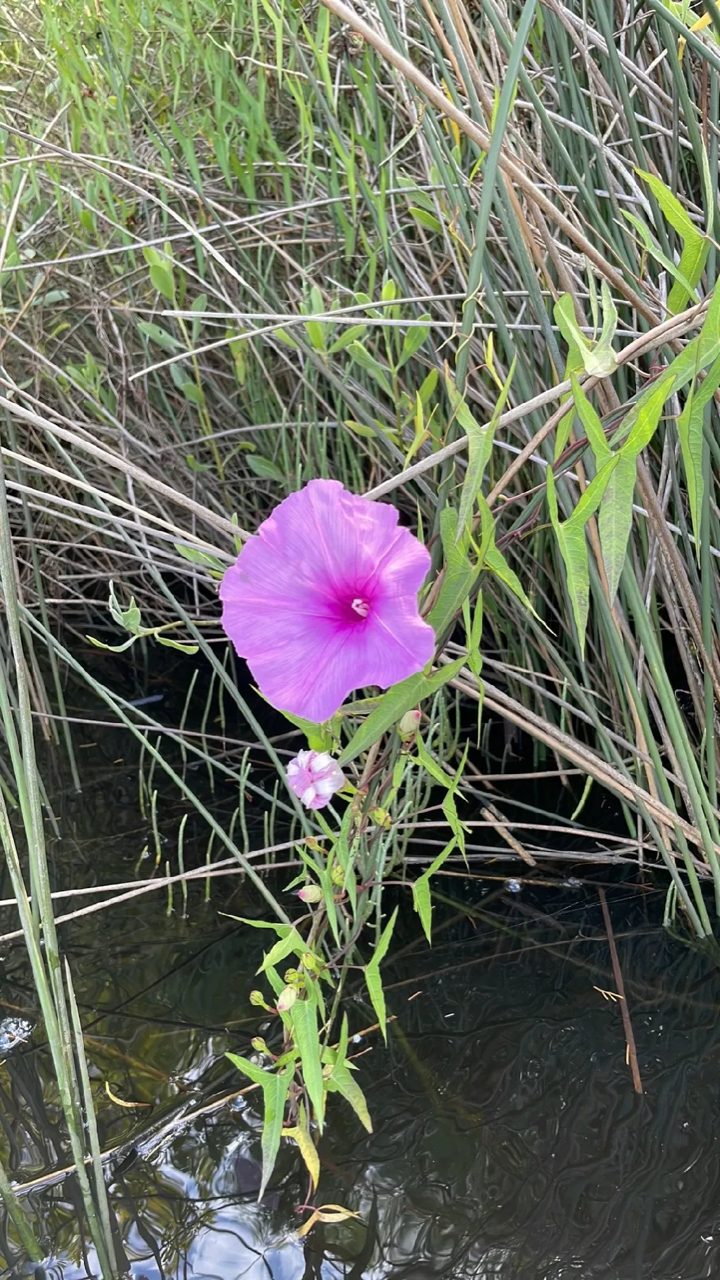 Virgina Saltmarsh-mallow