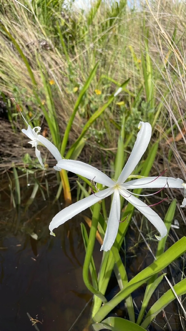 Virgina Saltmarsh-mallow