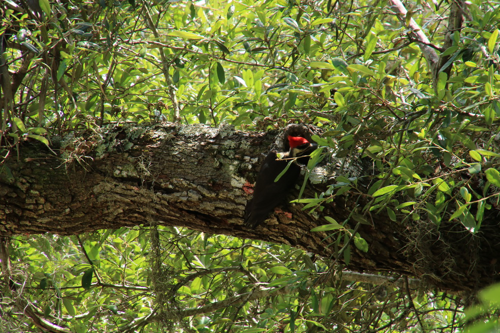 Plieated Woodpecker