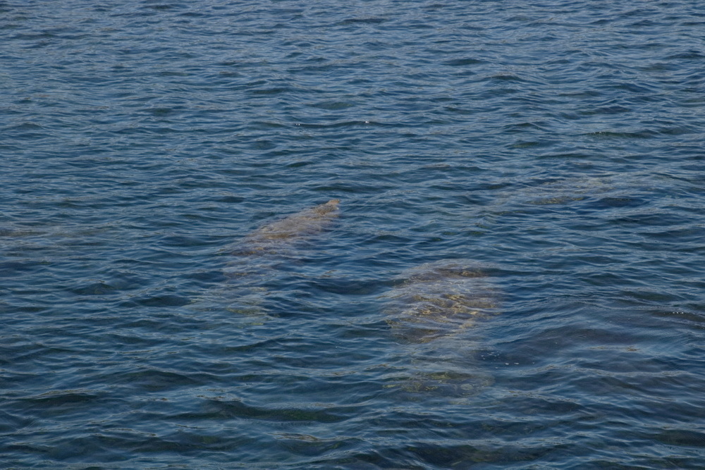 Manatees in the water