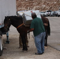 Loading the horses