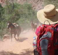 Watch out for the horses