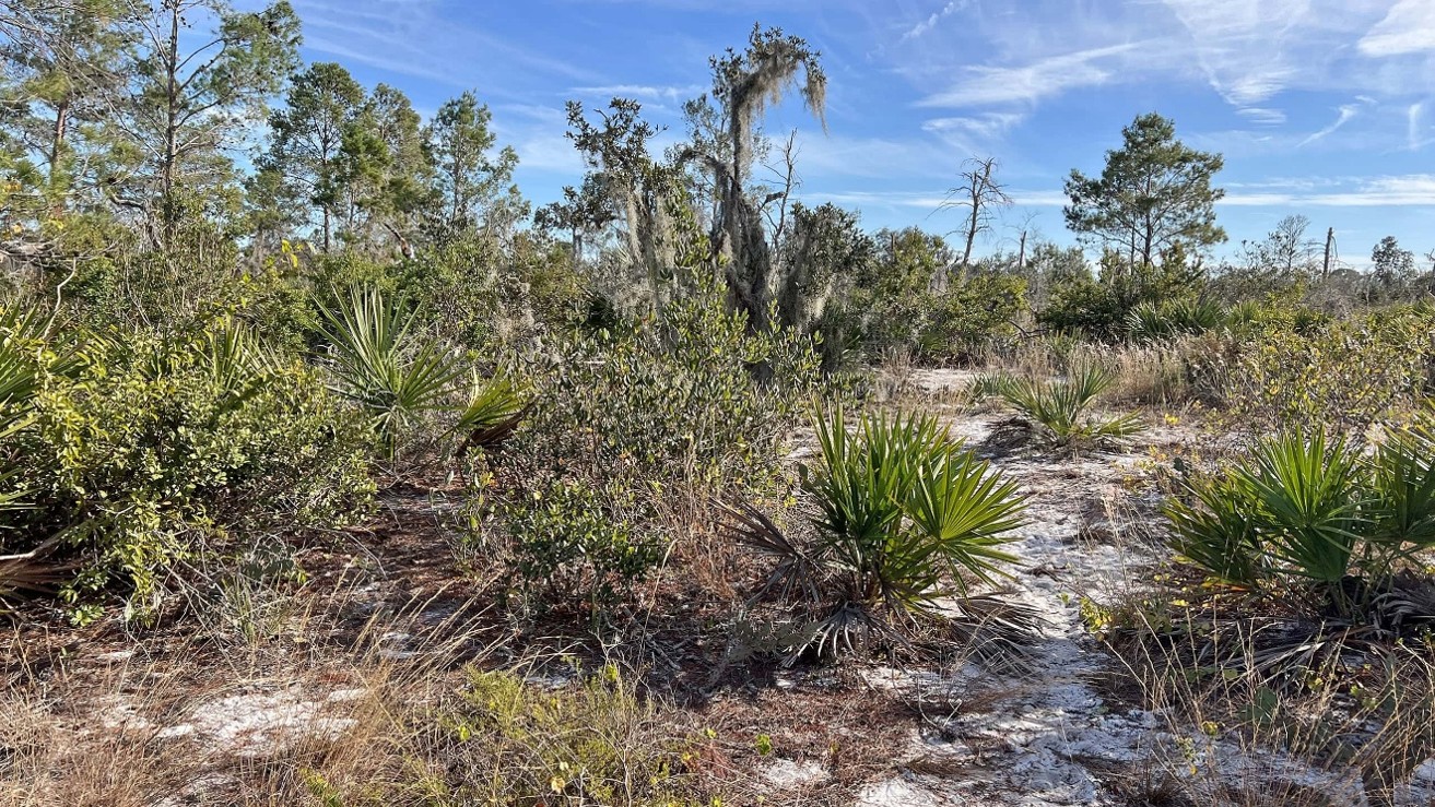 Ocala National Forest