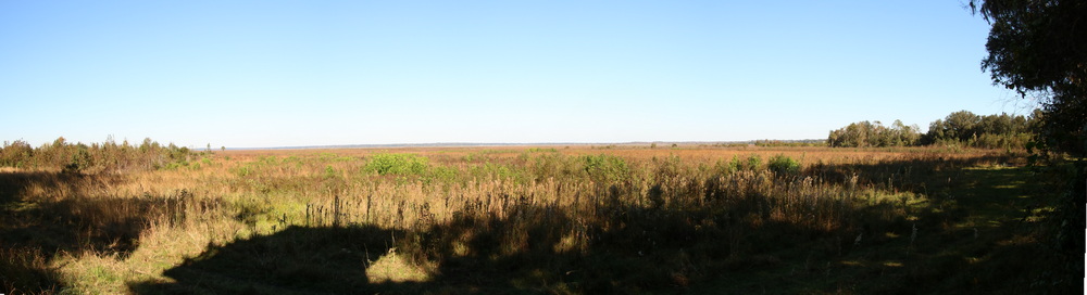 Paynes Prairie