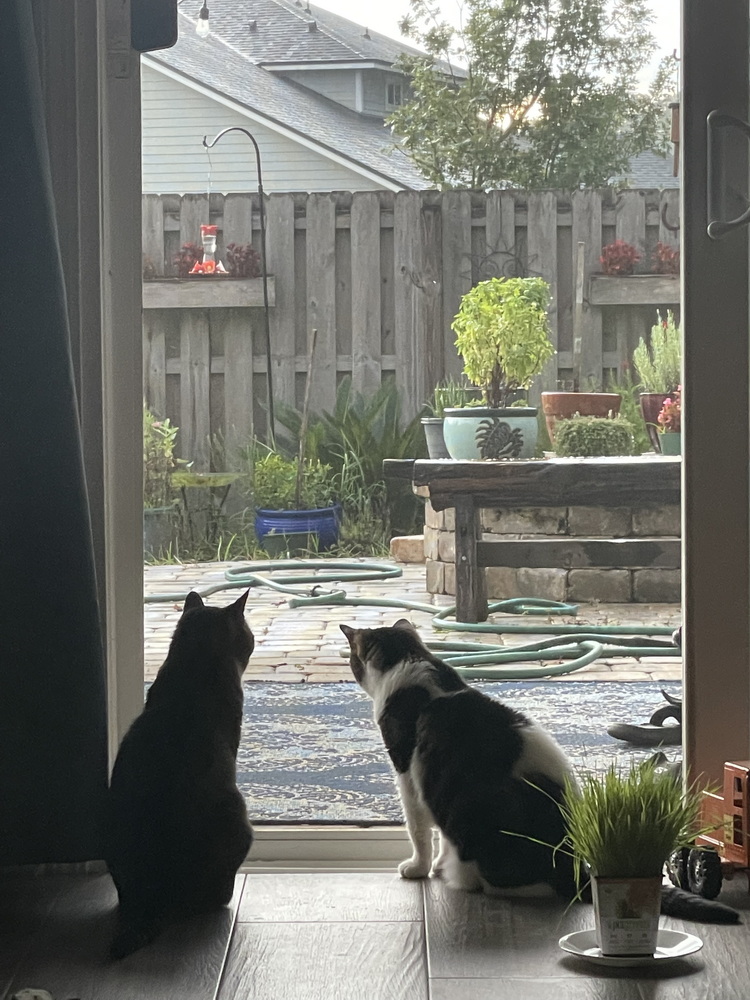 Alley and the squirrel
