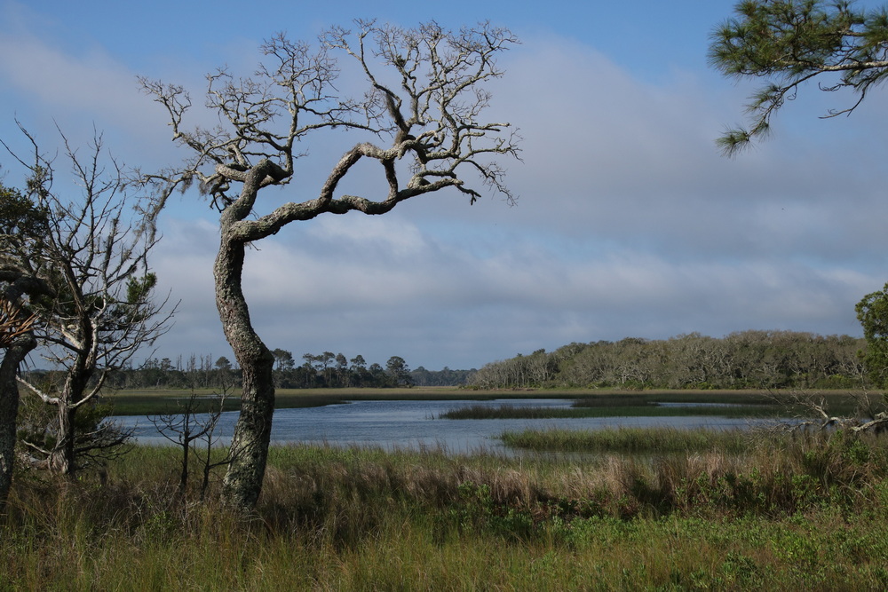 Finding a marsh at its edge