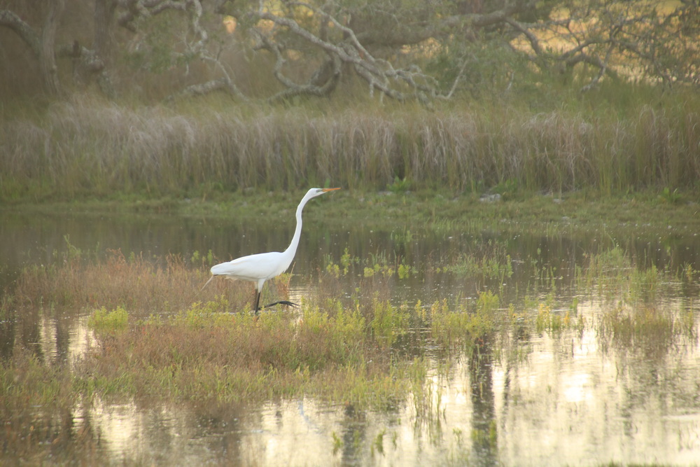 While the White Heron walked the other way