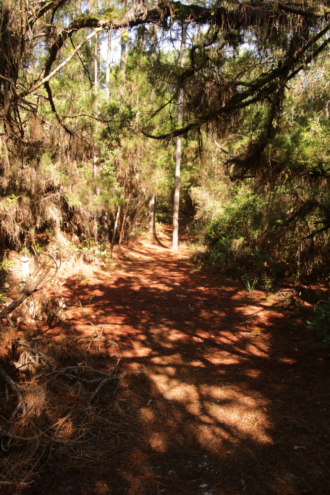 Upon the path through the hammock, I set