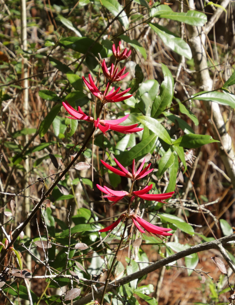 Finding crimson flowers ahead