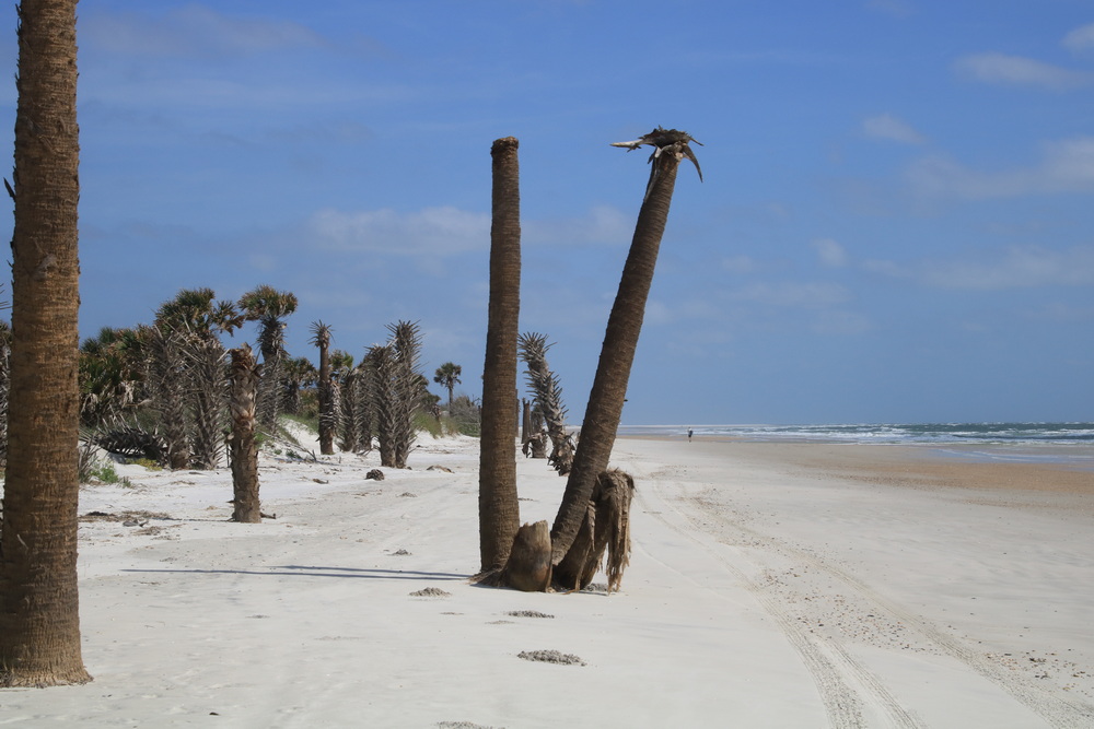 Dead palms marching towards the sea