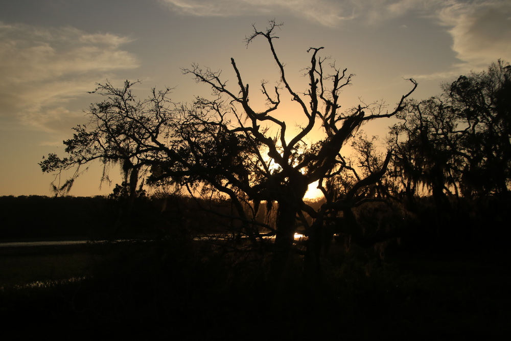 Old tree watching the sunset